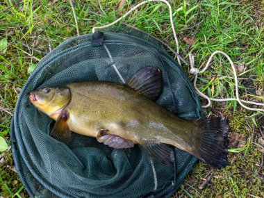 Üzerinde balık ağı ve balık olan yaz manzarası, göl kıyısı.