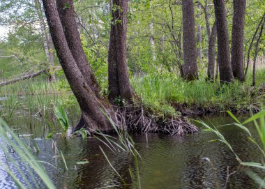 Suda eski ağaç gövdeleri olan yaz manzarası, suda soyut yansımalar.