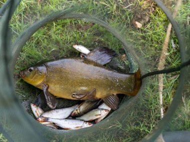 Üzerinde balık ağı ve balık olan yaz manzarası, göl kıyısı.