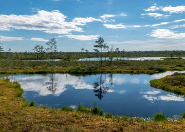 Mavi bataklık gölleriyle çevrili manzaralı küçük çam ağaçları ve huş ağaçları ve mavi gökyüzü ile bir yaz günü yeşil yosunlar