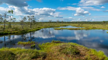 beautiful summer bog landscape with lake, moss, bog pines and birches, peat bog flora, Nigula swamp, Estonia clipart