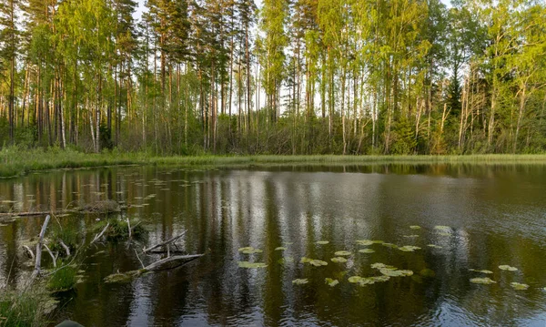Grönt Sommarlandskap Med Sjö Och Gröna Träd Sjöstranden — Stockfoto