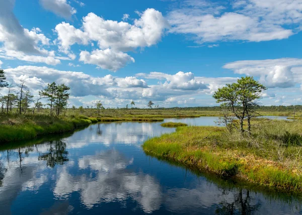 Scenic Landscape Blue Bog Lakes Surrounded Small Pines Birches Green — Stock Photo, Image