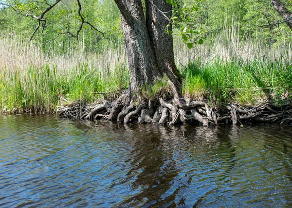 夏天的风景 水中有老树干 水中有抽象的倒影 — 图库照片