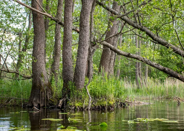 Zomerlandschap Met Oude Boomstammen Het Water Abstracte Reflecties Het Water — Stockfoto