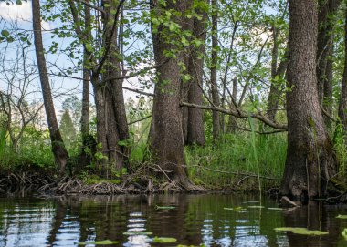 Suda eski ağaç gövdeleri olan yaz manzarası, suda soyut yansımalar.