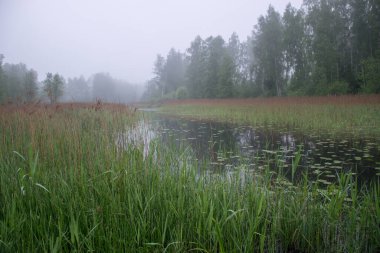 Sisin mistik görüntüsü, beyaz sisli göl manzarası, ön planda kamış hatları, bulanık göl arka planı.