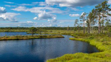 Göl, yosun, bataklık çamları ve huş ağaçları, turba bataklığı, Nigula bataklığı, Estonya