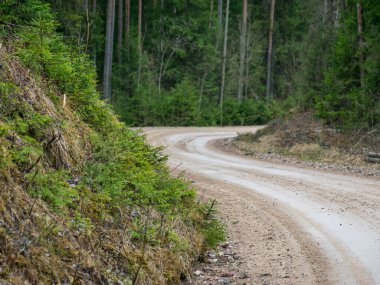Islak toprak bir yolun geçtiği ladin ormanı olan bir manzara.