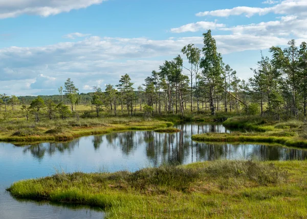 Beautiful Summer Bog Landscape Lake Moss Bog Pines Birches Peat — Stock Photo, Image