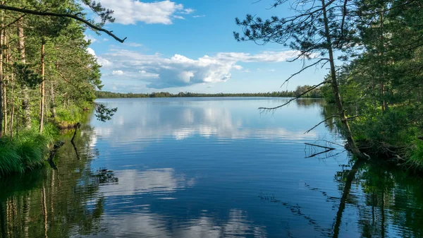 Scenic Landschap Met Blauwe Moeras Meren Omgeven Door Kleine Dennen — Stockfoto