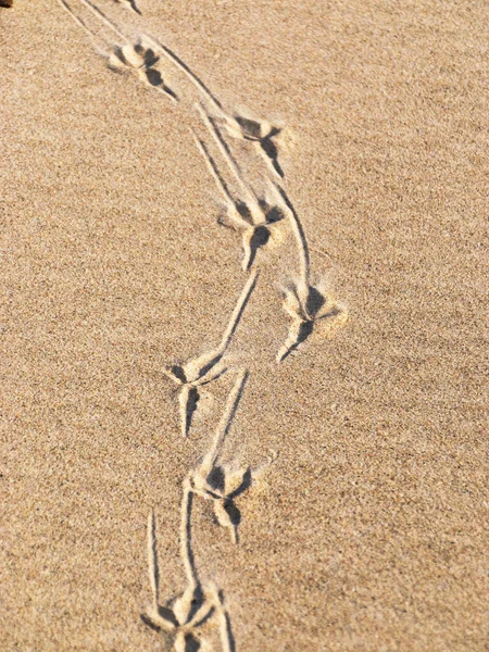 bird footprint in the sand, sand textures, sand beach background.