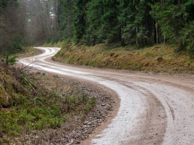 Islak toprak bir yolun geçtiği ladin ormanı olan bir manzara.