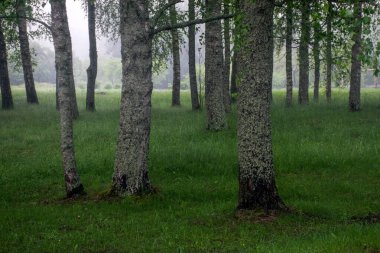 Sabah sisli bir yaz manzarası göl kıyısında bir piknik yeri