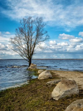 Gölde yalnız ağaç ve taşlar, rüzgar ve dalgalar göl kıyısına çarpıyor, rüzgarlı bahar günü
