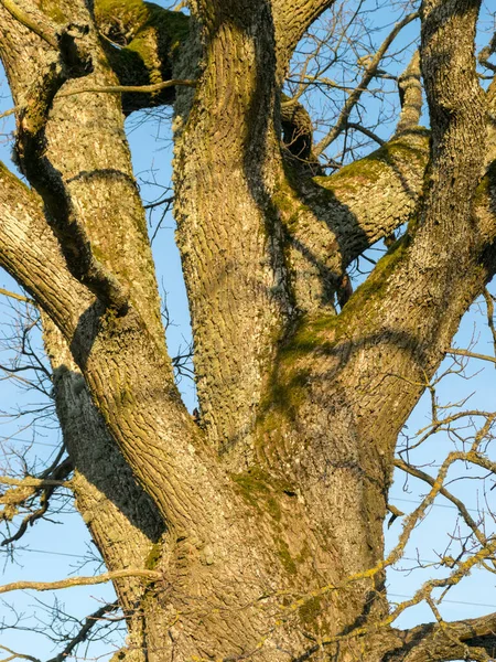Větve Stromů Proti Modré Obloze Časné Jaro Stromy Bez Listí — Stock fotografie