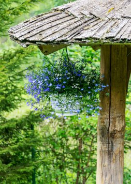 Beyaz bir saksısı ve ahşap bir gölgeliğin köşesinde asılı mavi çiçekleri olan manzara