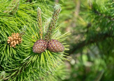 Renkli çam çiçekleriyle fotoğraf, renk kontrastı, bulanık arkaplan, yakın plan görünümü