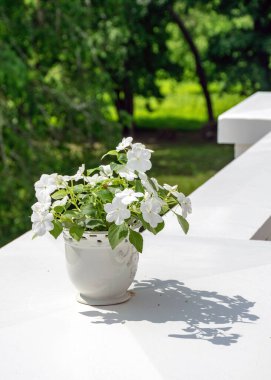Beyaz bir saksısı ve beyaz çiçekleri olan beyaz bir balkon kenarı.