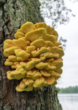 Laetiporus sülfür ile yaz doğa resmi - braket mantar türü (ağaçta yetişen mantar türü), sülfür raf veya tavuk mantarı