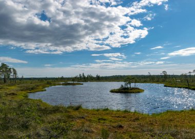 Göl, yosun, bataklık çamları ve huş ağaçları, turba bataklığı, Nigula bataklığı, Estonya
