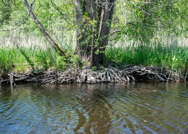 Letní Krajina Starými Kmeny Stromů Vodě Abstraktní Odrazy Vodě — Stock fotografie