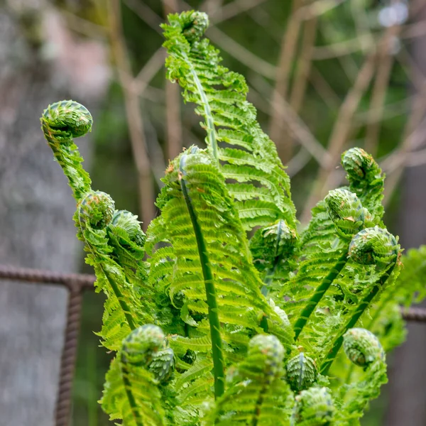 Foglia Felce Sfondo Giovane Germogli Verdi Felce Polypodiophyta Stagione Primaverile — Foto Stock