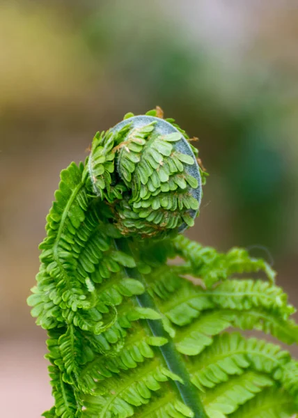 シダの葉の背景 緑色のシダの芽 Polypodiophyta 春の季節 接近中だ ぼやけた背景 — ストック写真