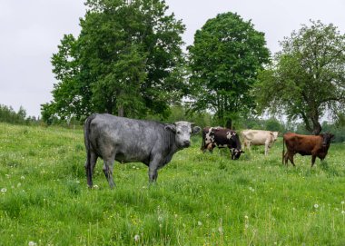 Yeşil bir çayırda bir inek sürüsüyle yaz manzarası