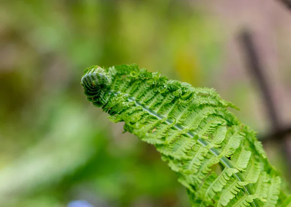 シダの葉の背景 緑色のシダの芽 Polypodiophyta 春の季節 接近中だ ぼやけた背景 — ストック写真