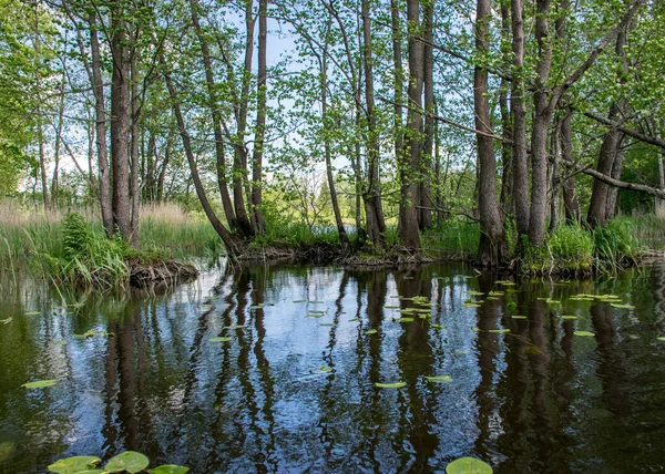 水の中に古い木の幹がある夏の風景水の中に抽象的な反射 — ストック写真