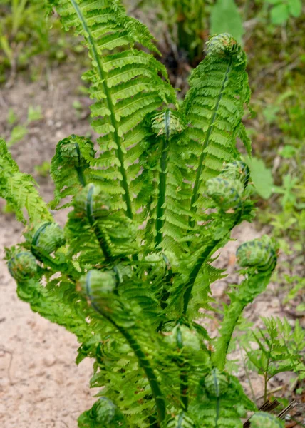 Foglia Felce Sfondo Giovane Germogli Verdi Felce Polypodiophyta Stagione Primaverile — Foto Stock