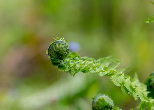 Eğreltiotu Yaprağı Arka Planı Genç Yeşil Eğreltiotu Filizleri Polipodiophyta Bahar — Stok fotoğraf