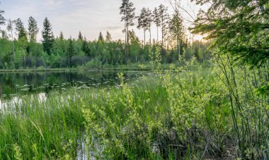 Göl kıyısında yeşil ağaçlar ve gölü olan yeşil yaz manzarası