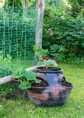 İçinde salatalık tohumları, bahçe süsü ve yaz süsleri olan karanlık bir çömlek olan manzara.