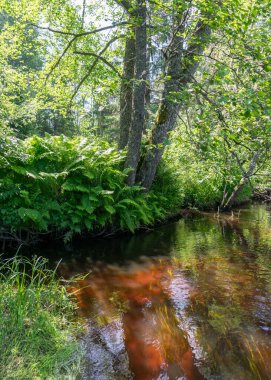 Orman nehir yansıması manzaralı yaz manzarası, yeşil orman nehir manzarası