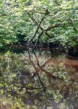 Küçük kahverengi bir nehir manzarası, ağaçlar suya düşüyor, alçak nehir sakin.