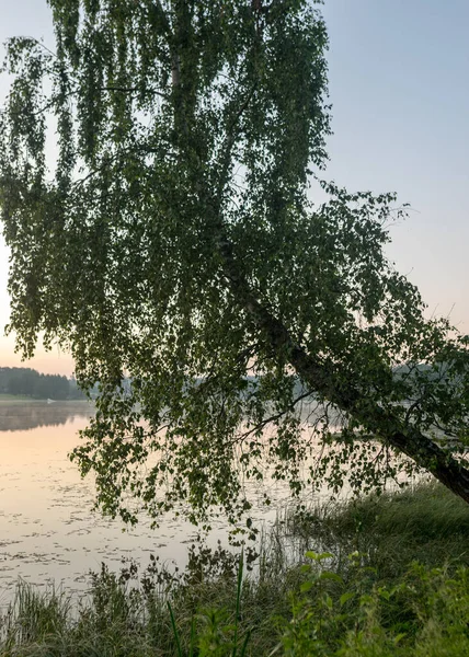 Paisagem Manhã Cedo Com Lago Grama Verde Primeiro Plano Vidoeiro — Fotografia de Stock