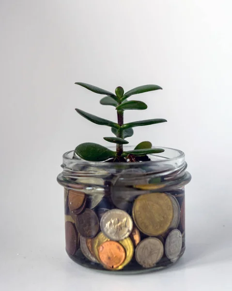 photo of a glass jar with money and a money tree in it, plant growing on coins glass jar and concept money saving coins