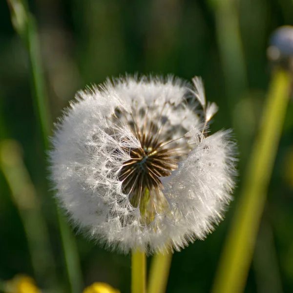 Close View Fluffy Dandelion Fluff Dew Drops Blurred Details — Stock Photo, Image