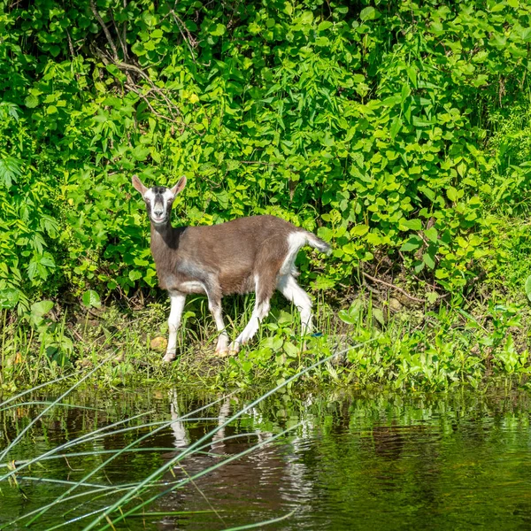 Paysage Vert Été Avec Une Petite Chèvre Sur Rive Rivière — Photo