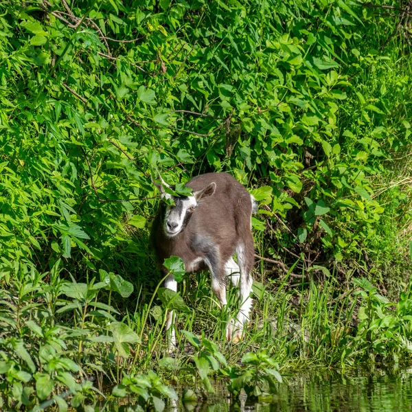 Paisagem Verão Verde Com Uma Pequena Cabra Margem Rio Uma — Fotografia de Stock
