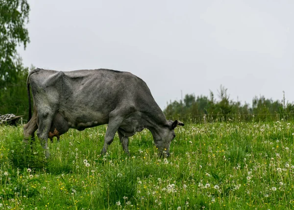Summer Landscape Herd Cows Green Meadow — Stock Photo, Image