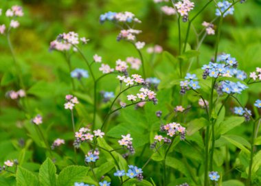 Rengarenk bahar çiçekleri yakın plan, güzel çiçek çayırı