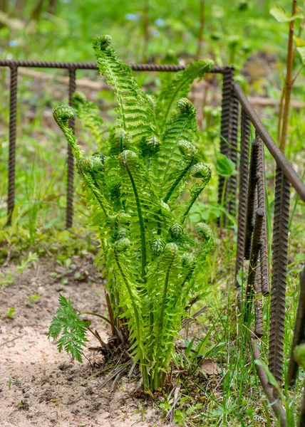 Fern Tło Liści Młode Zielone Pędy Paproci Polypodiophyta Pora Wiosenna — Zdjęcie stockowe