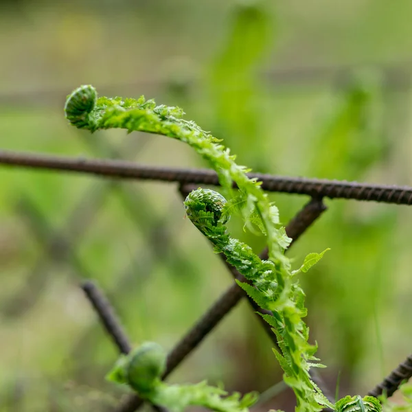 Fern Levél Háttér Fiatal Zöld Hajtások Páfrány Polypodiophyta Tavaszi Szezonban — Stock Fotó