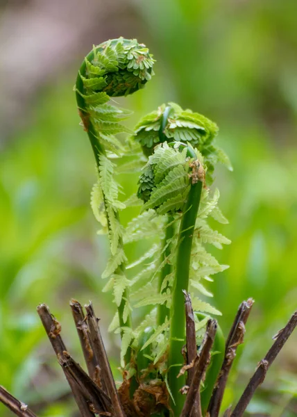 Φόντο Φύλλων Φτέρης Νεαρά Πράσινα Βλαστάρια Φτέρης Polypodiophyta Ανοιξιάτικη Περίοδος — Φωτογραφία Αρχείου