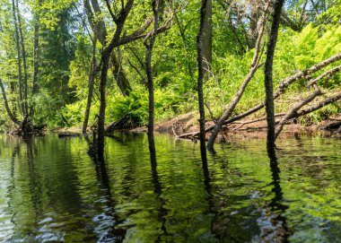 Orman nehir yansıması manzaralı yaz manzarası, yeşil orman nehir manzarası