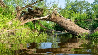 Küçük bir orman nehri olan yeşil yaz manzarası, sudaki eski ağaç gövdeleri, alçak nehir sakinliği, yaz ormanı nehir yansıması manzarası.