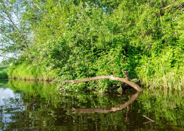 Küçük bir orman nehri olan yeşil yaz manzarası, alçak nehir sakinliği, vahşi nehir yansıması manzarası.